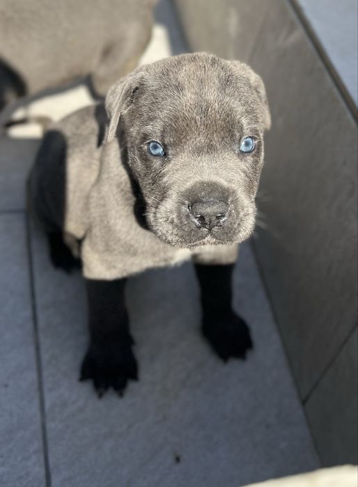 Cane Corso cinza femea  Casa do tavarsbull