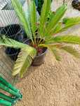 Palmeira  jardim
