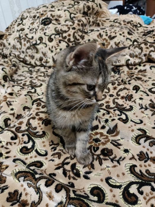 Бесплатно котята