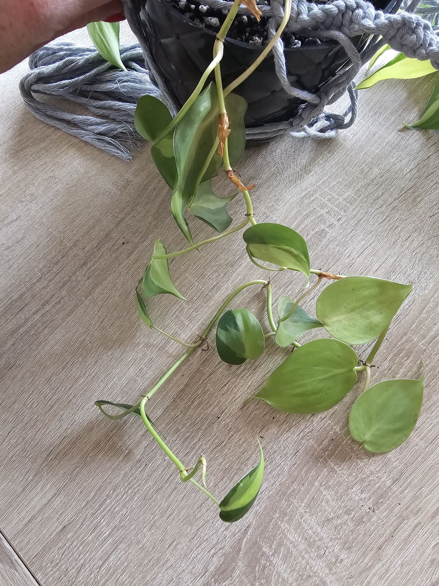 Philodendron  brasil ostatni