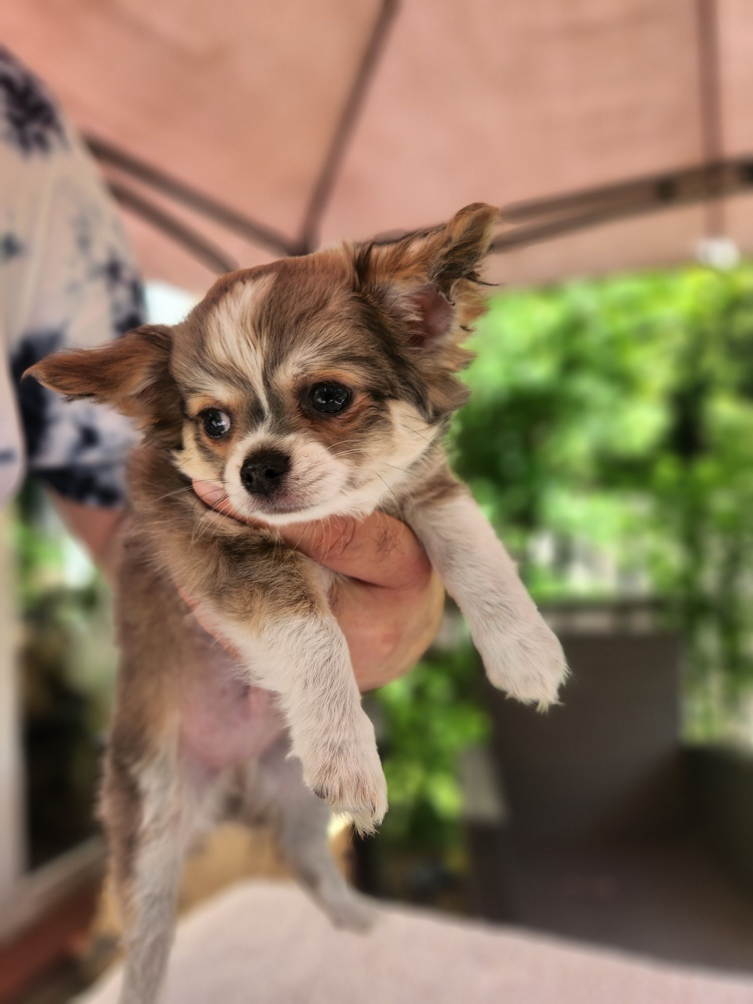 Szczenięta Chihuahua