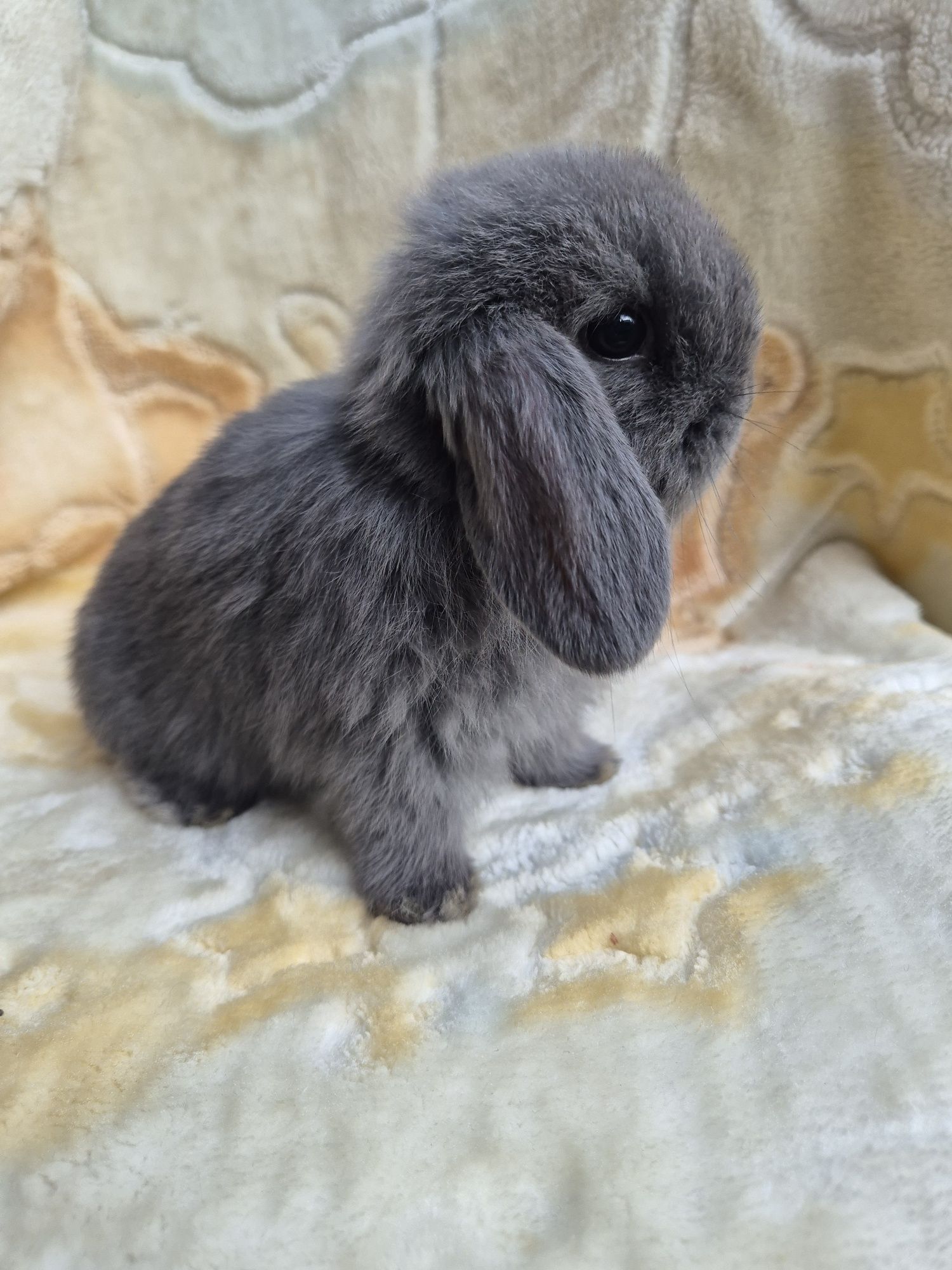 Króliczek Mini lop