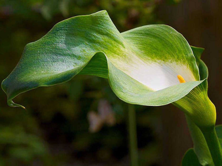 Кала Зелена Богиня(Грін Годдес)