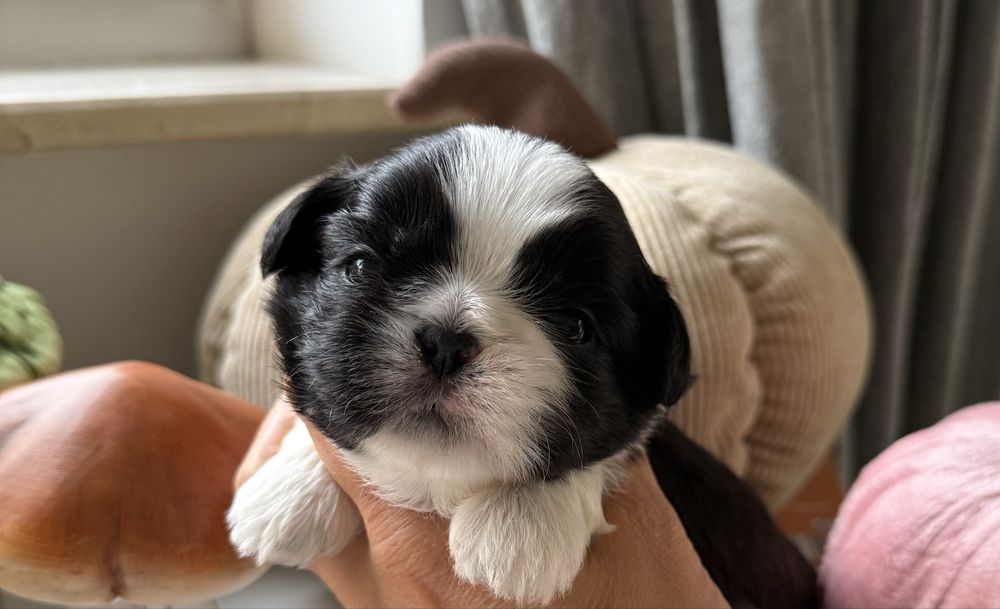 szczeniaczek shih tzu ZKwP
