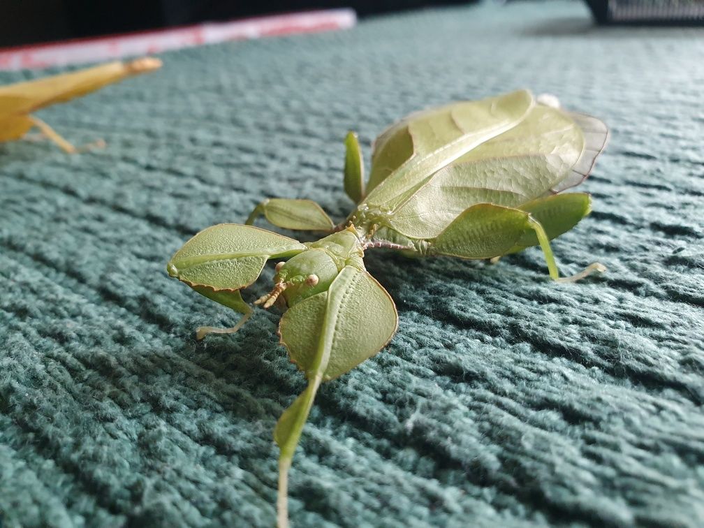 Jajka Liściec Phyllium Letiranti Tataba