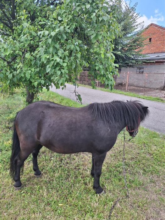Sprzedam pare kucyków 2300 sztuka