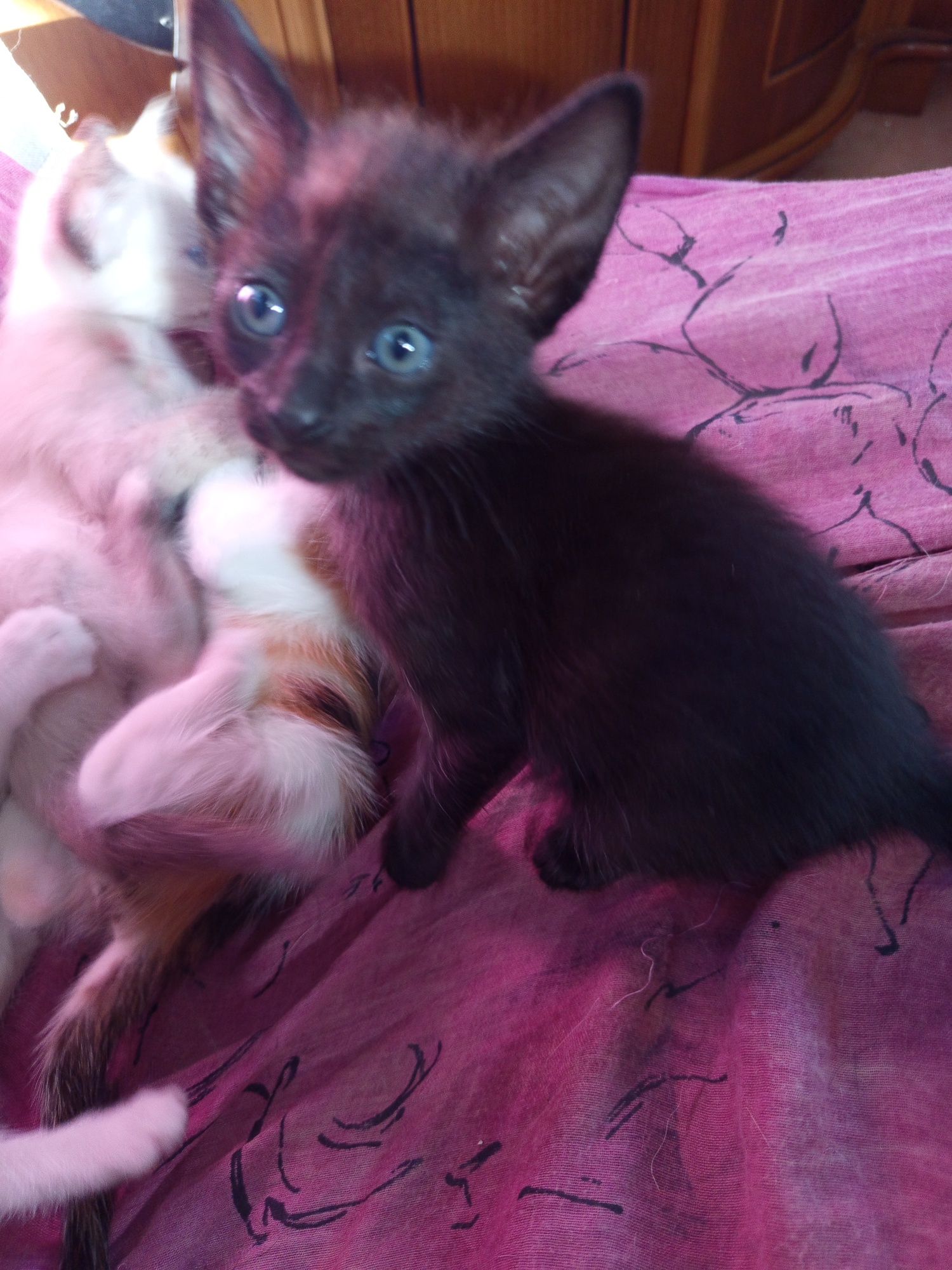Gatinhos para adoção