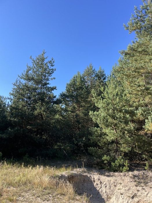 Продам масив землі 26 Га. С. Фасова. Без комісіі для Покупця