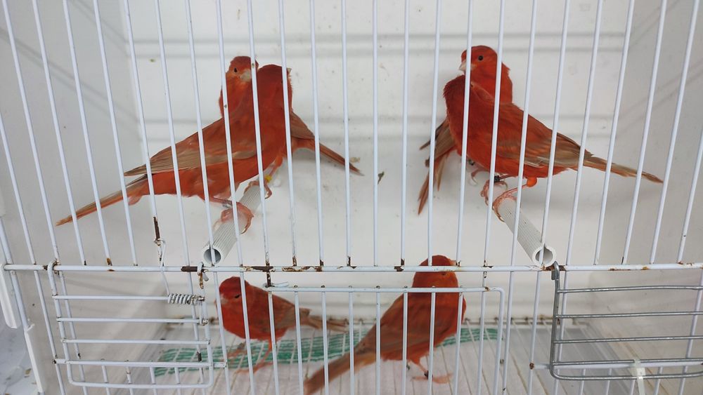 Canários Isabelas Vermelho Intensos