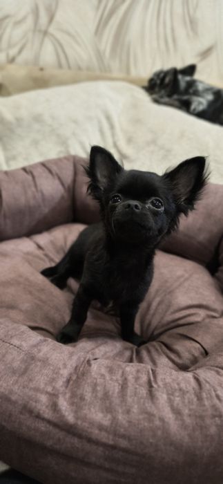 Кукольная девочка.