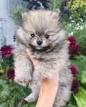 Piesek szpic miniaturowy pomeranian ZKwP FCI