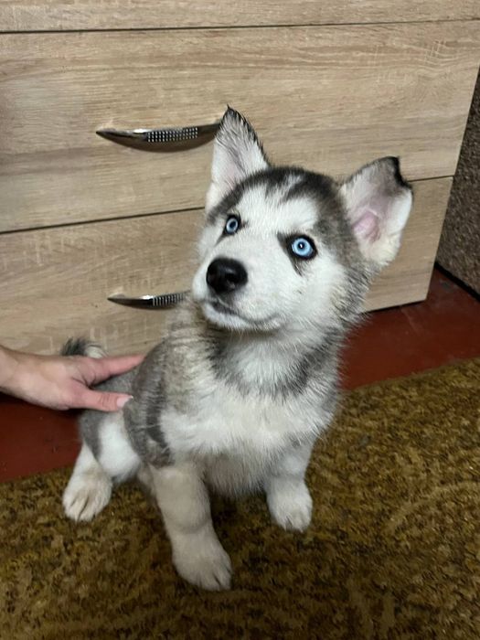 Щенки аляскинского маламута