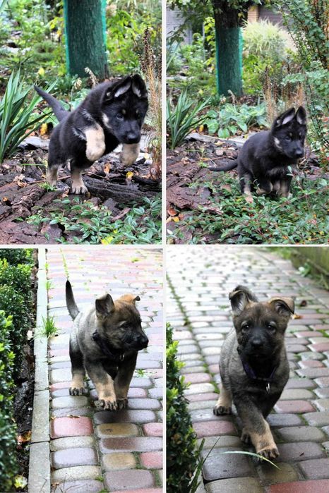 Цуценята східноєвропейської вівчарки СЄВ/ВЕО