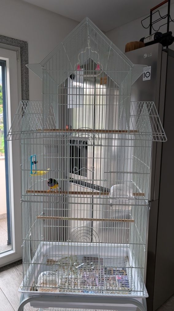 Diamante Gould com gaiola