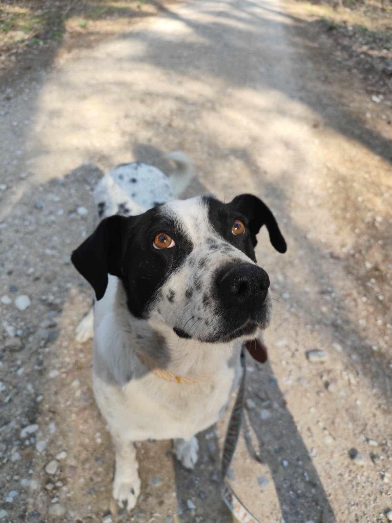 Psi ideał Kminek serdecznie poleca się do adopcji!