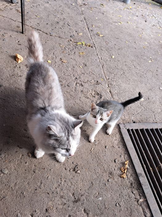 Oddam dwa urocze kotki w dobre ręce