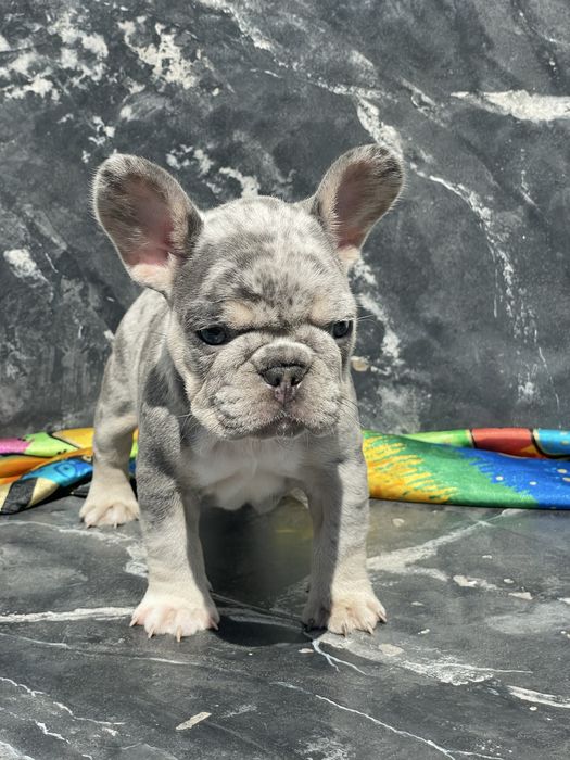 Дівчинка французького бульдога шукає родину