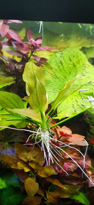 Echinodorus  żabienica