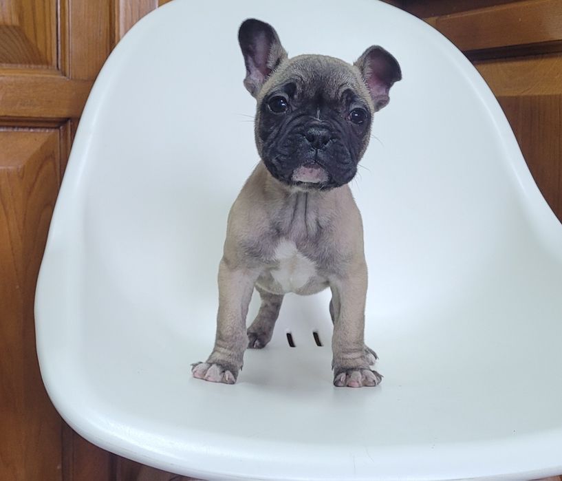 Bulldog francês macho