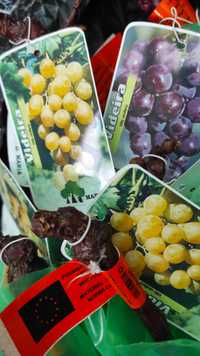Videiras de uva branca ou uva preta - para plantar