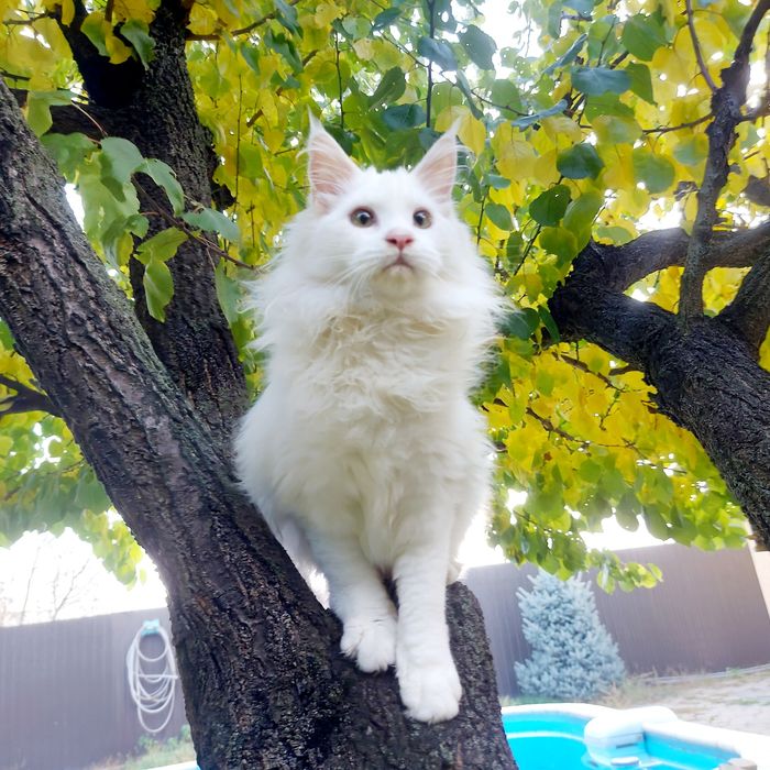 Білосніжна дівчинка Мейн Кун