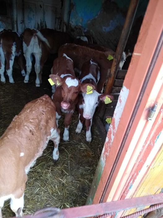 Radzikowo byczki miesne