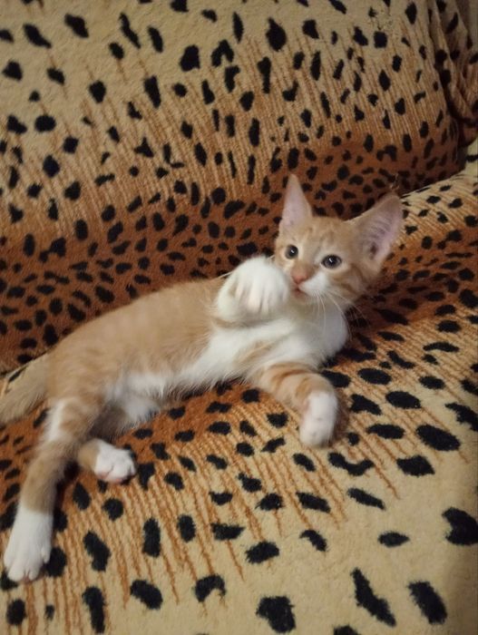 Кошенята в хороші руки