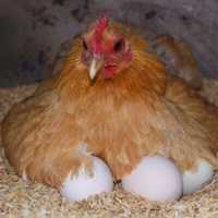 Инкубационное яйцо несушки и мясо яичные по Украине