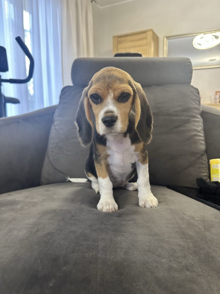 Suczka beagle gotowa do odbioru z Rodowodem