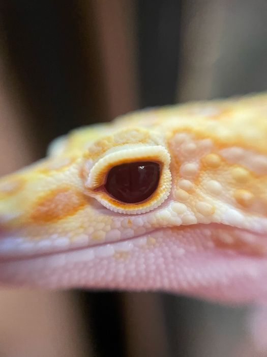 Gekon lamparci z terrarium