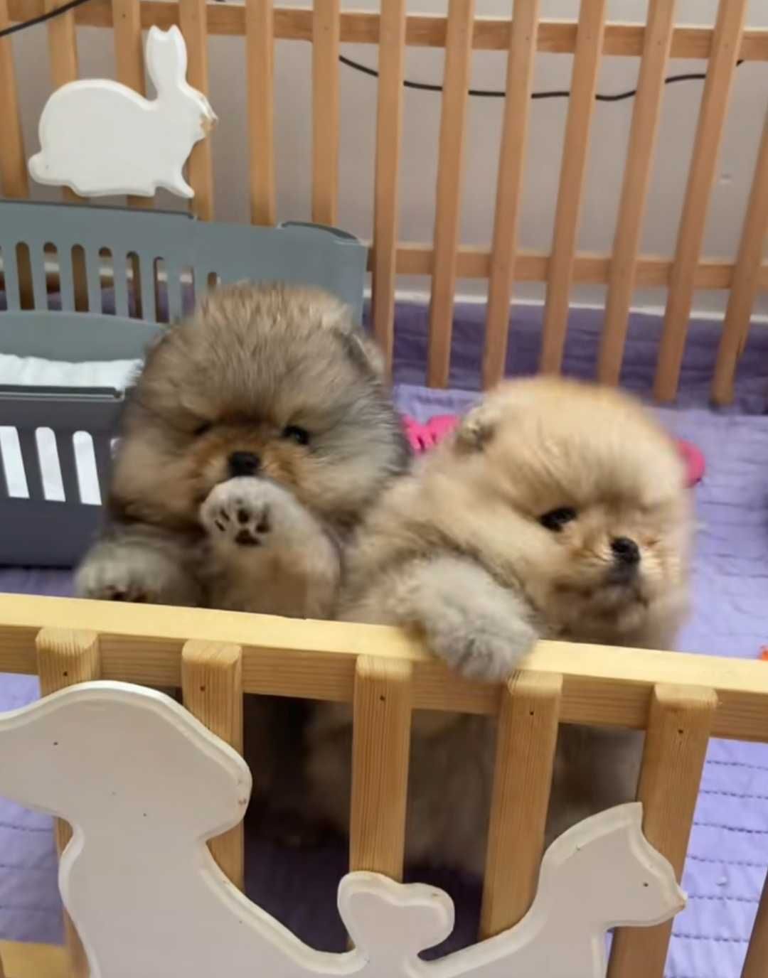 Mały miś pomeranian mini