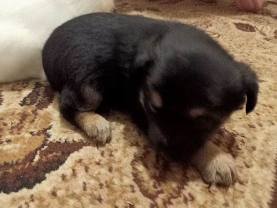 Срочно!Цуценята віддам у добрі руки.