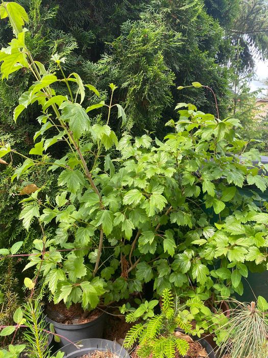 WYPRZEDAŻ - drzewka, sadzonki, krzewy ozdobne