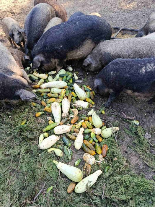 Продам кабанчика, свиню 90грн/кг