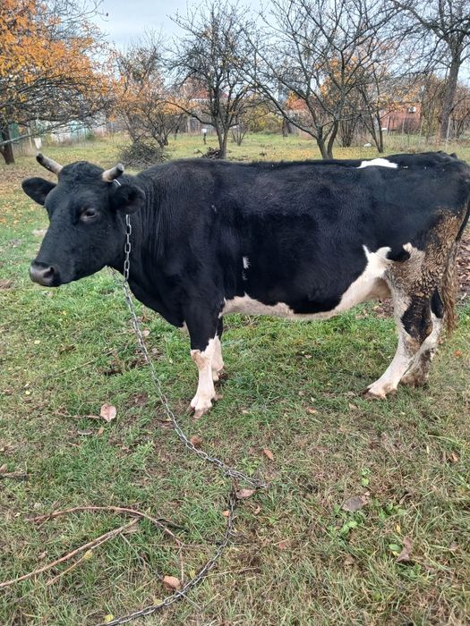 Продам домашню корову