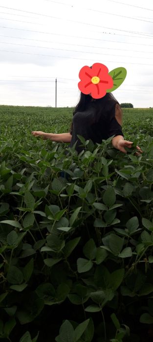 ''PIONER серія''А'' Elit  USA Соя посівна ГМО насіння сої на посів