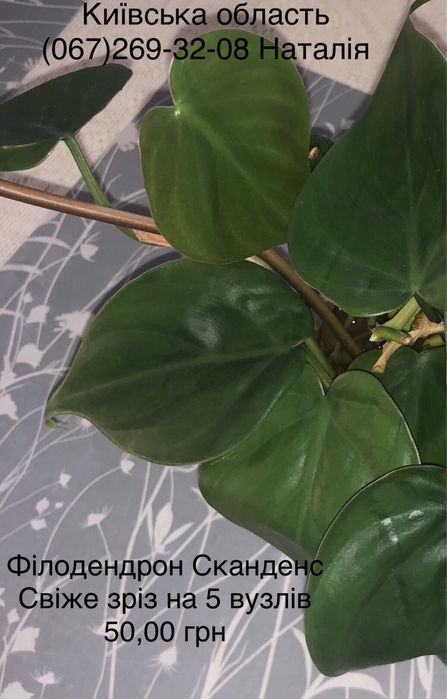 Філодендрон види