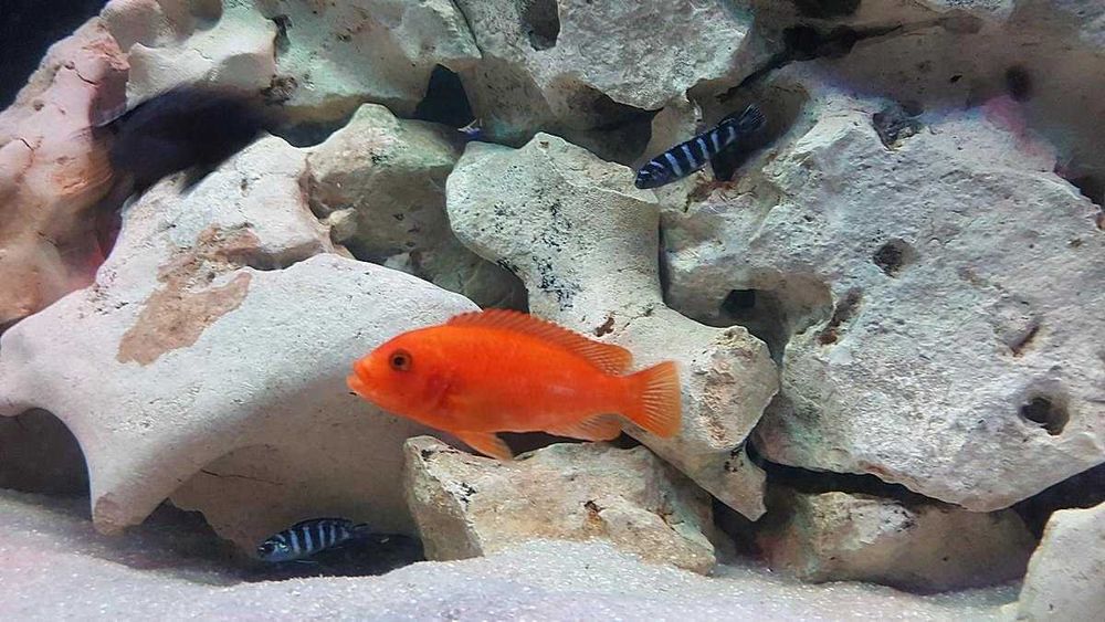 Аквариумный светильник