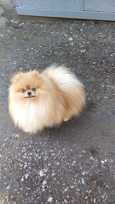 Вязка, померанский шпиц