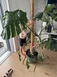 Duży kwiat Monstera, liście 30-40 cm