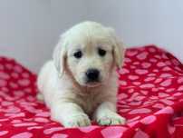 Golden Retriever com Lop e afixo
