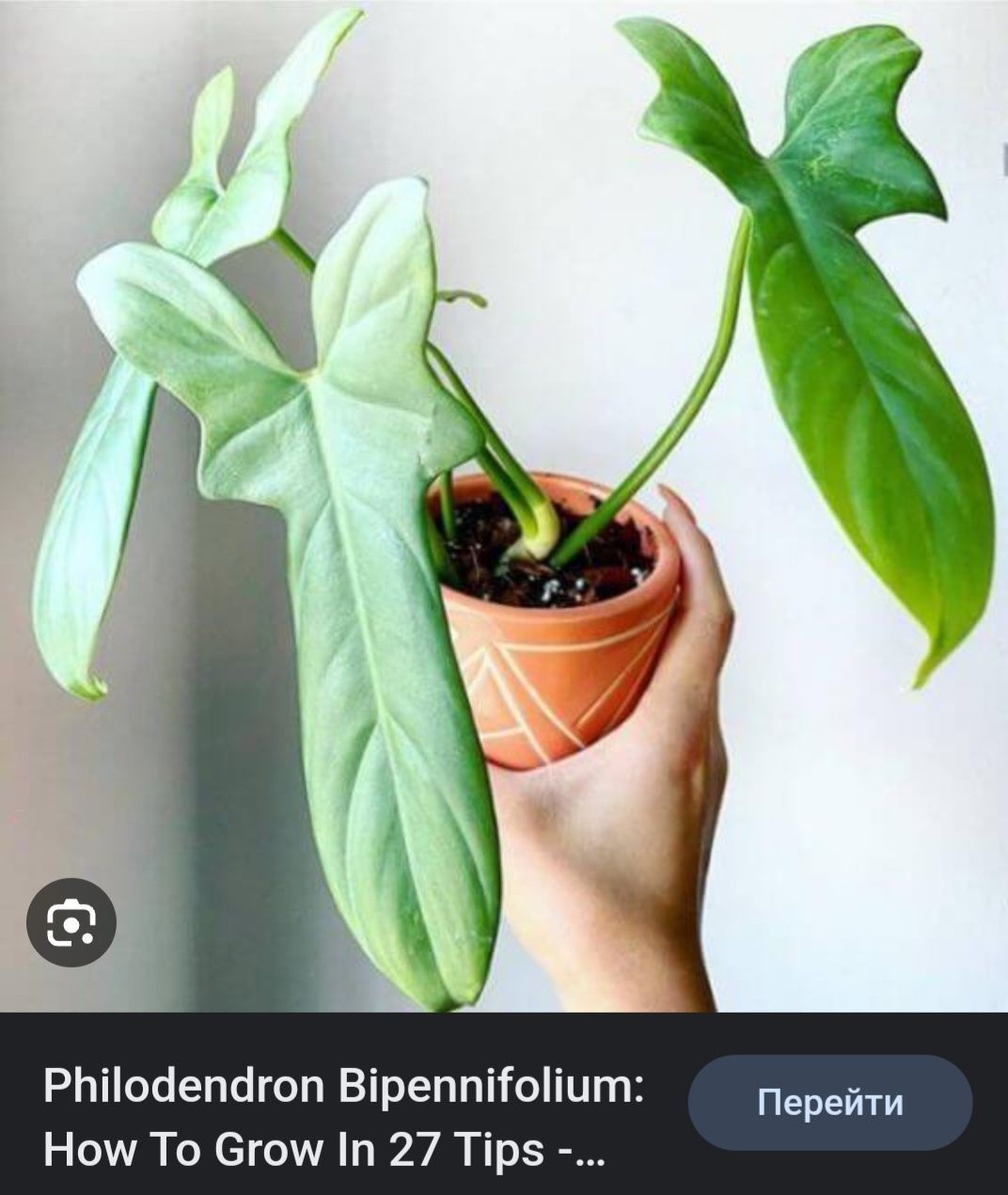 Філодендрон гітароподібний, гітаровидний (Philodendron bippenifolium)