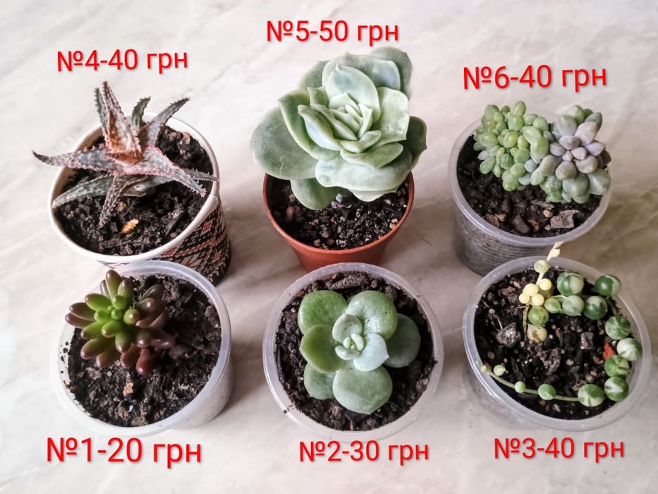 Сукуленти. Красула. Седум. Каланхоє. Алоє. Сансевієрія.