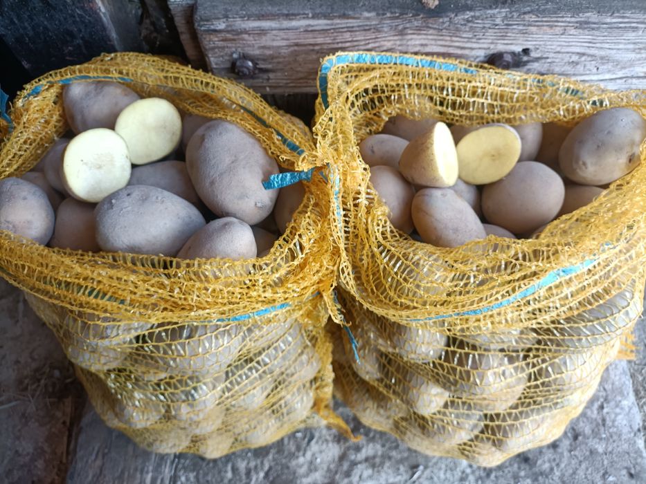 Ziemniaki Vineta, Corinna