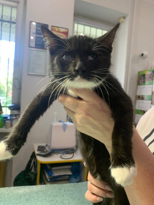 Врятовані кошенятка шукають домівки