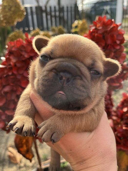 Дві дівчинки французький бульдог