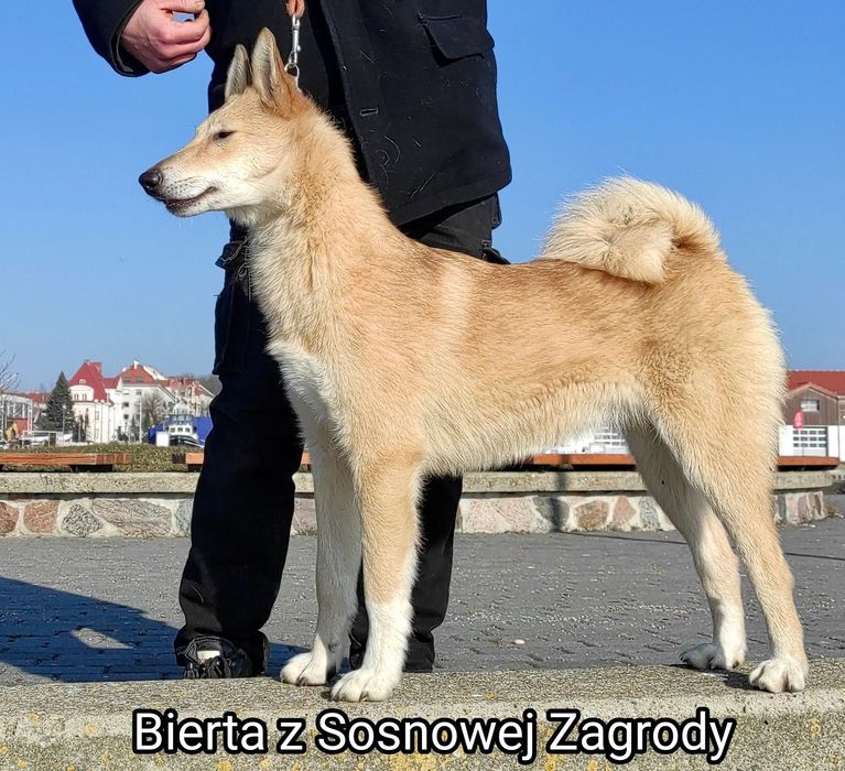 Łajka zachodniosyberyjska piesek