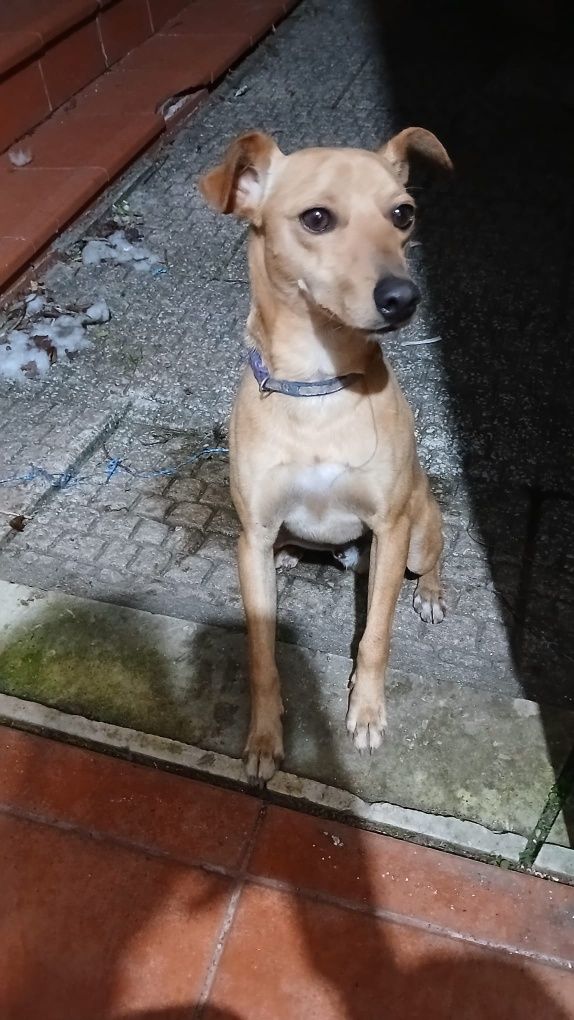 Cão macho para adoção