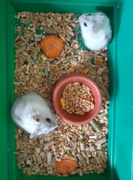 Джунгарский хомяк