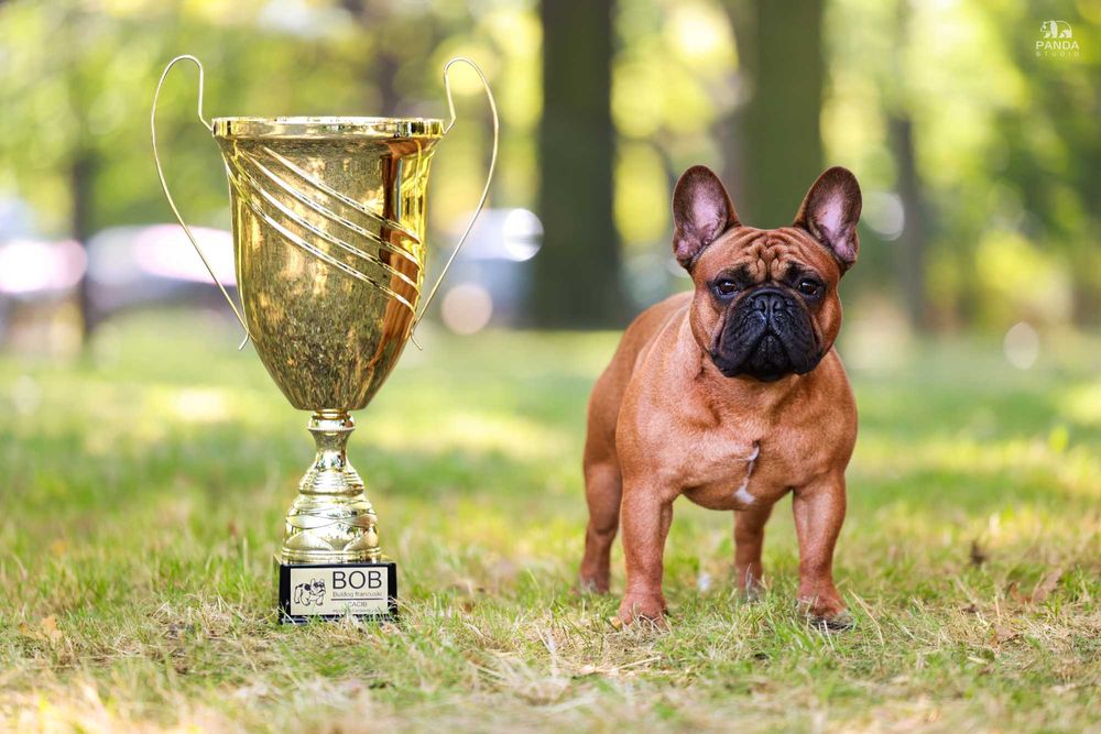 Buldog francuski FCI, prawdziwy rodowód ZKwP cudowna ruda suczka XENA